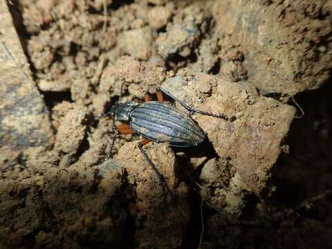 Image of Carabus (Ctenocarabus) galicianus Gory 1839