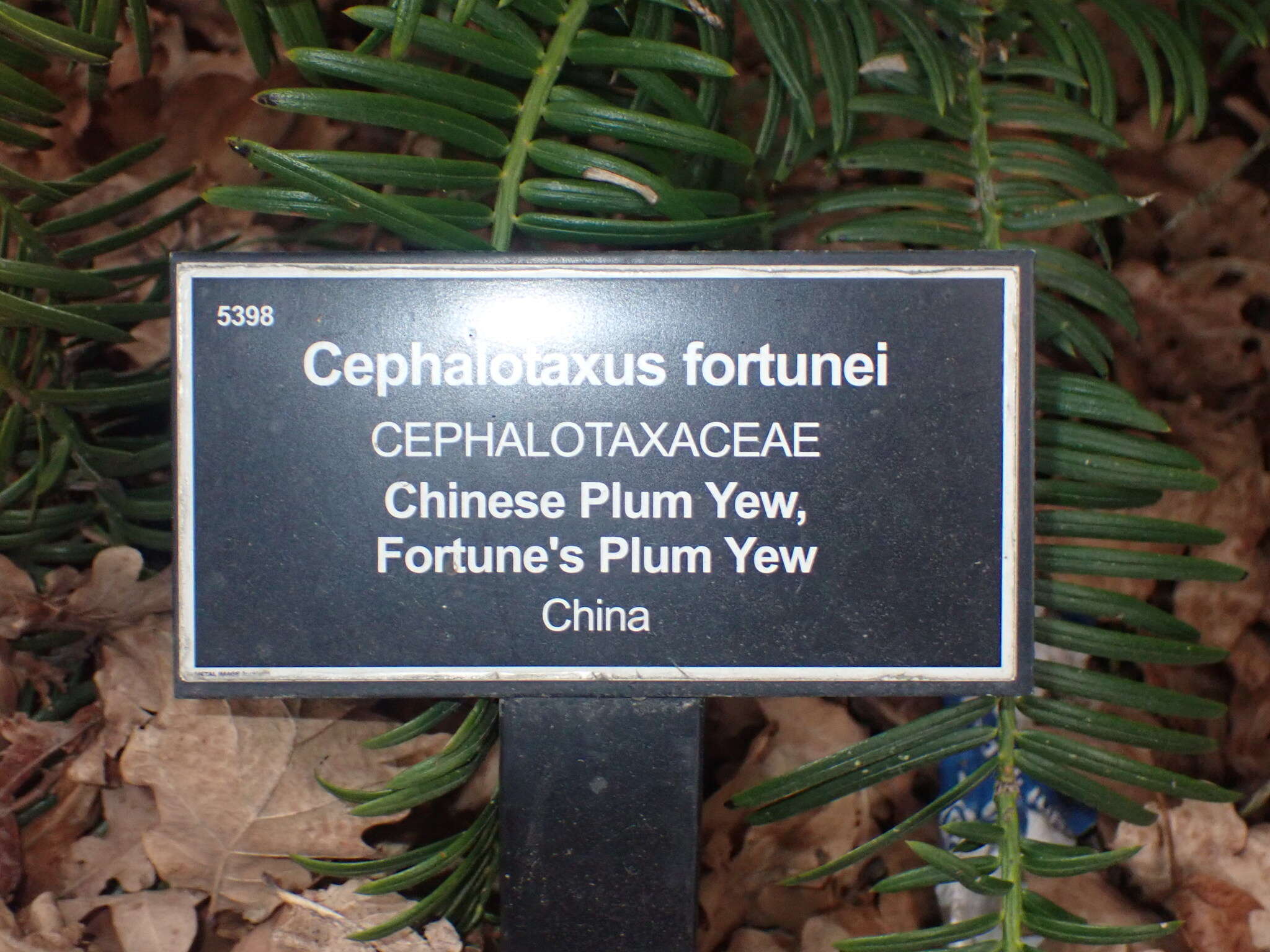 Image of Fortune's Yew Plum
