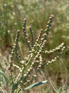 Image of Atriplex intracontinentalis Sukhor.