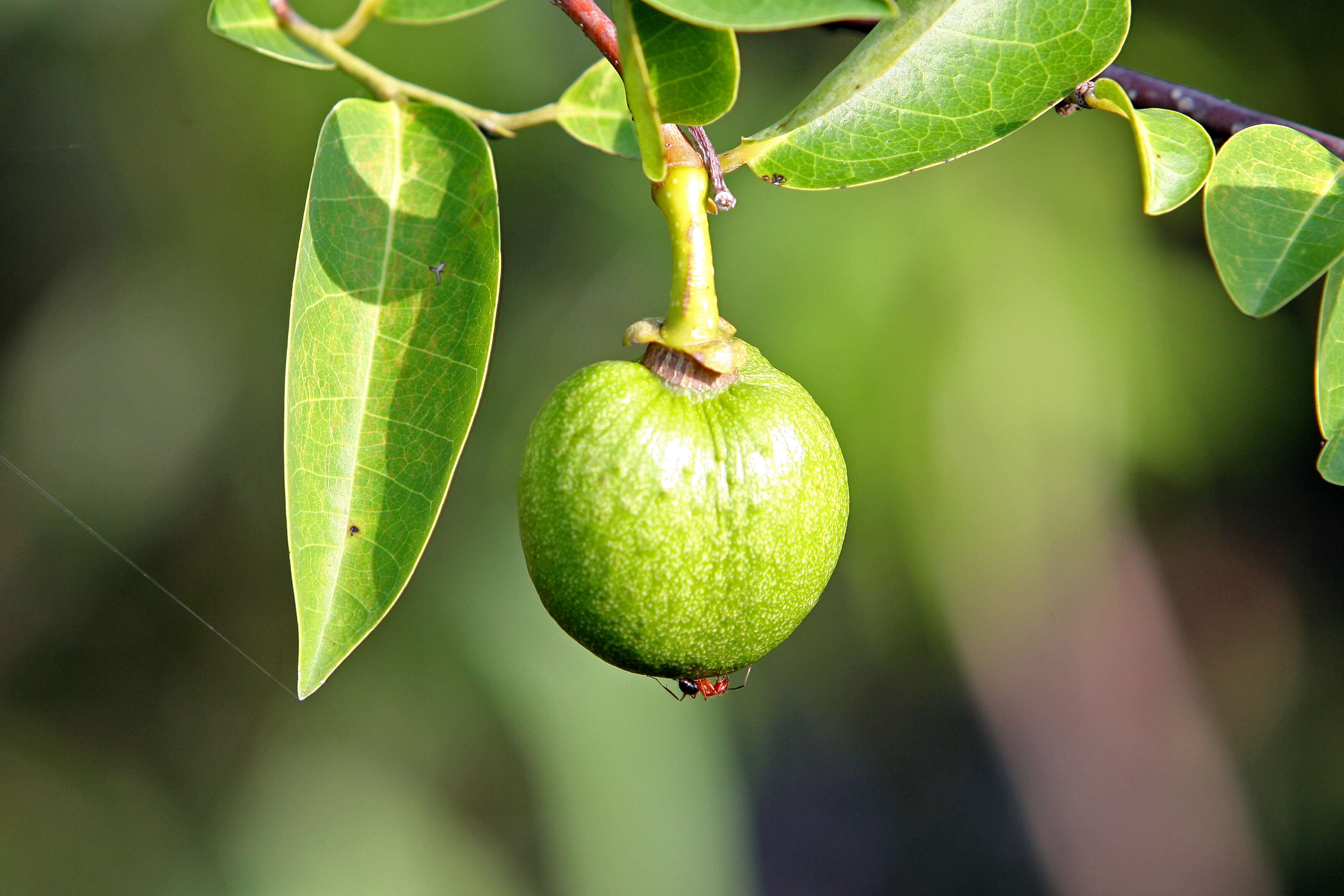 Слика од Annona glabra L.