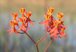 Image of fewflower milkweed