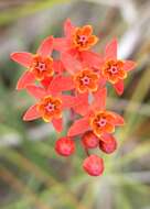 Image of fewflower milkweed