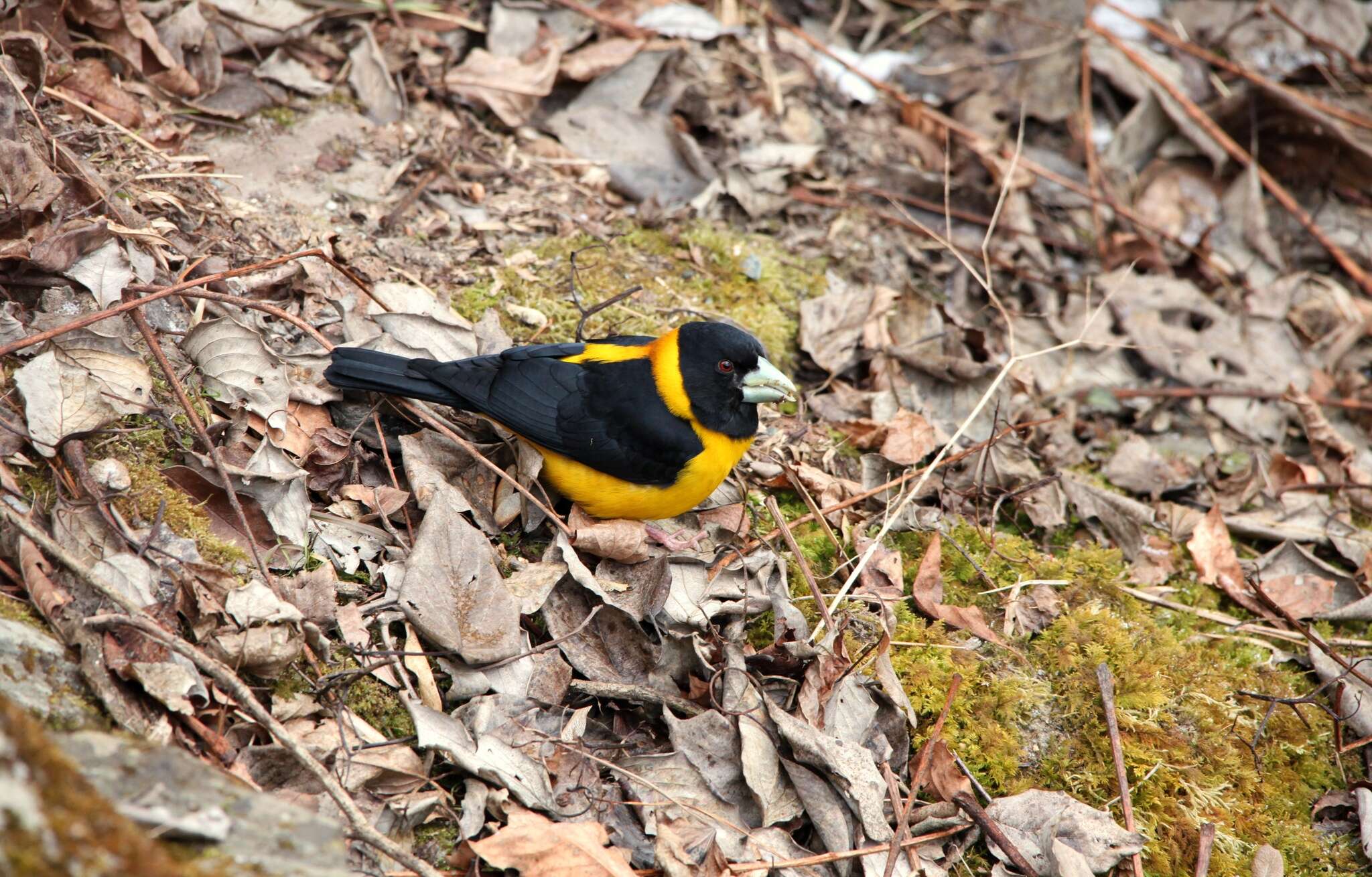 Image of Collared Grosbeak