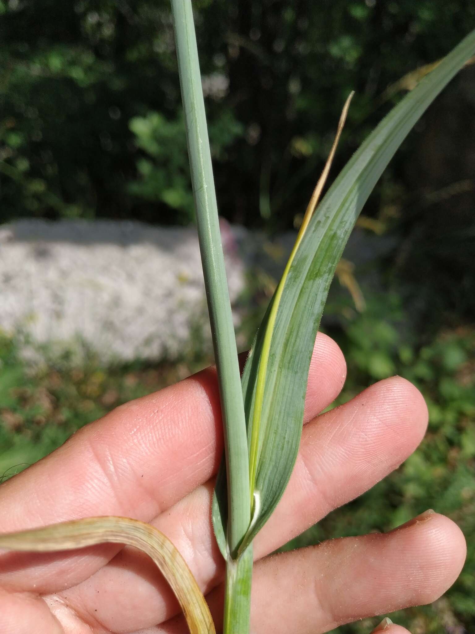 Image of sand leek