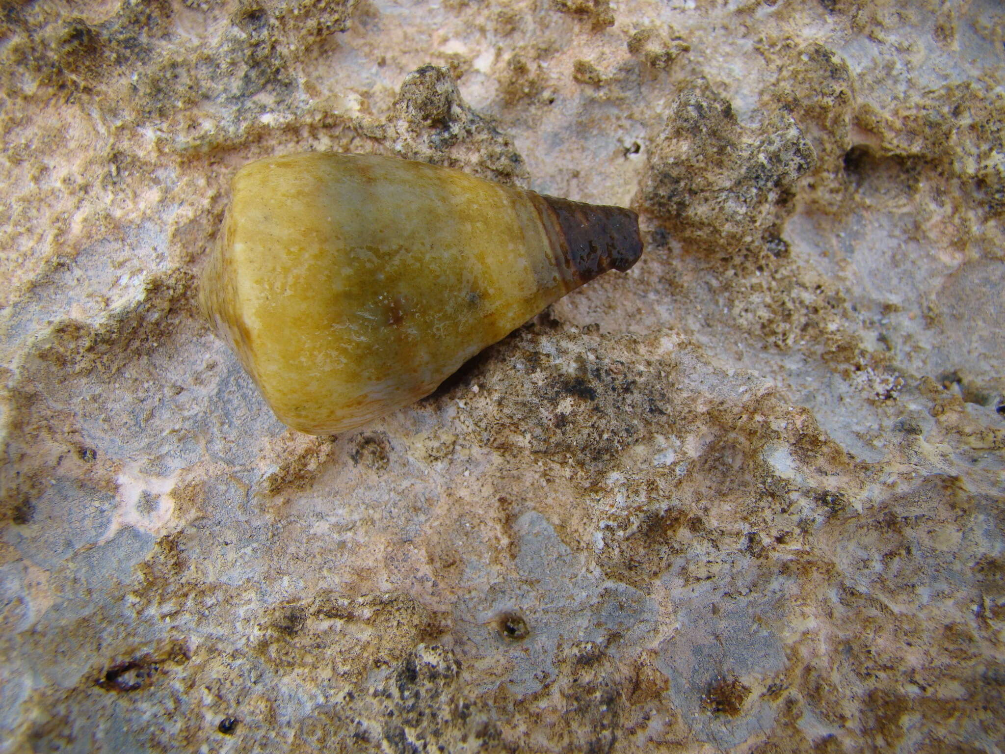 Image of soldier cone