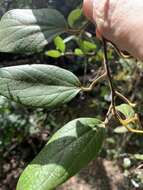 Image of Pachygone ovata (Poir.) J. D. Hook. & Thompson