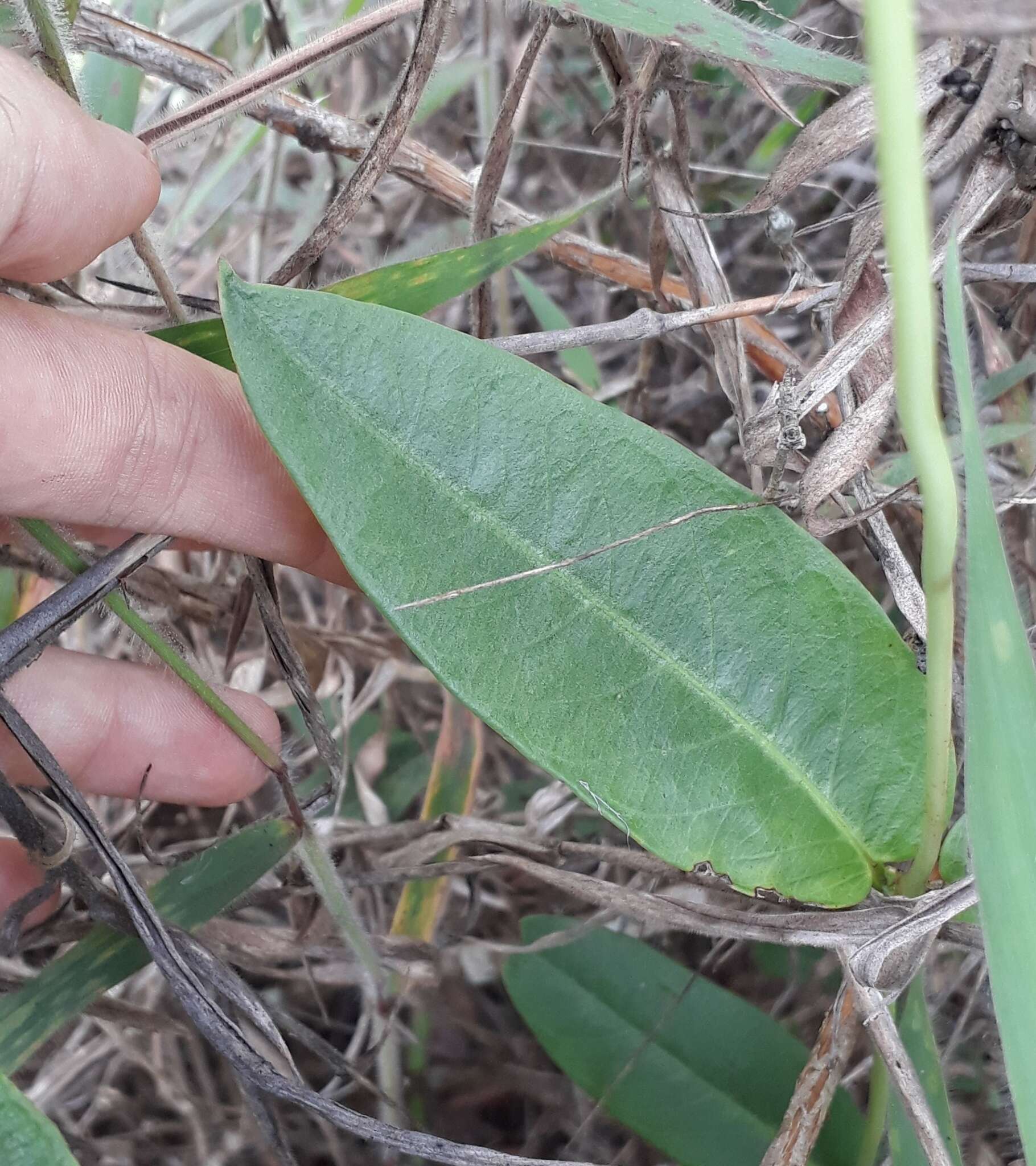 Image of Mandevilla novocapitalis Markgr.