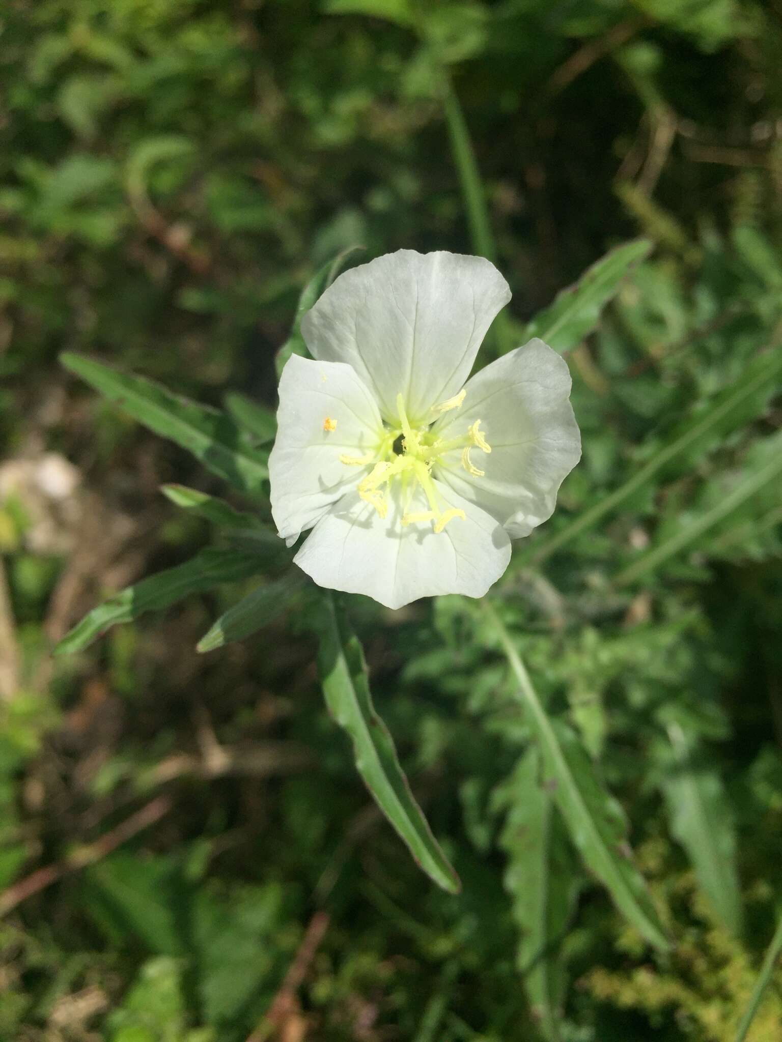 Image of Kunth's Evening-Primrose