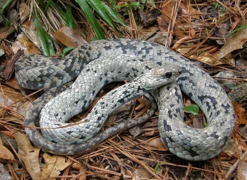 Image of Coluber constrictor anthicus (Cope 1862)