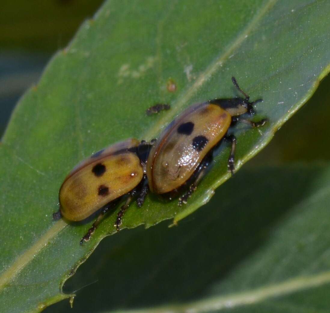 Image of Chrysomela (Macrolina) knabi Brown 1956