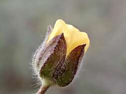 Image of Abutilon fraseri (Hook.) Walp.