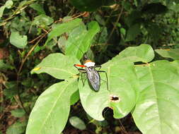 Plancia ëd Rhynocoris nitidulus (Fabricius 1781)