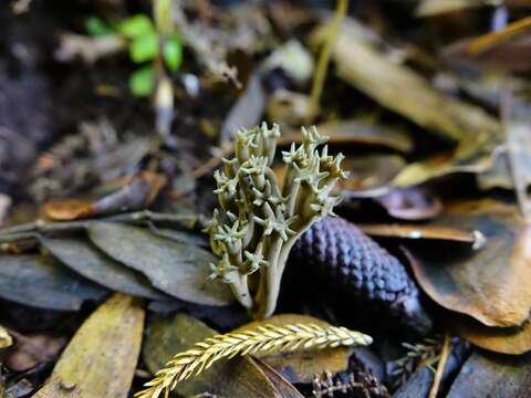 Image of Phaeoclavulina zippelii (Lév.) Overeem 1923