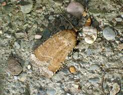 <i>Abagrotis benjamini</i> resmi