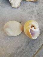 Image of fly-speck moonsnail