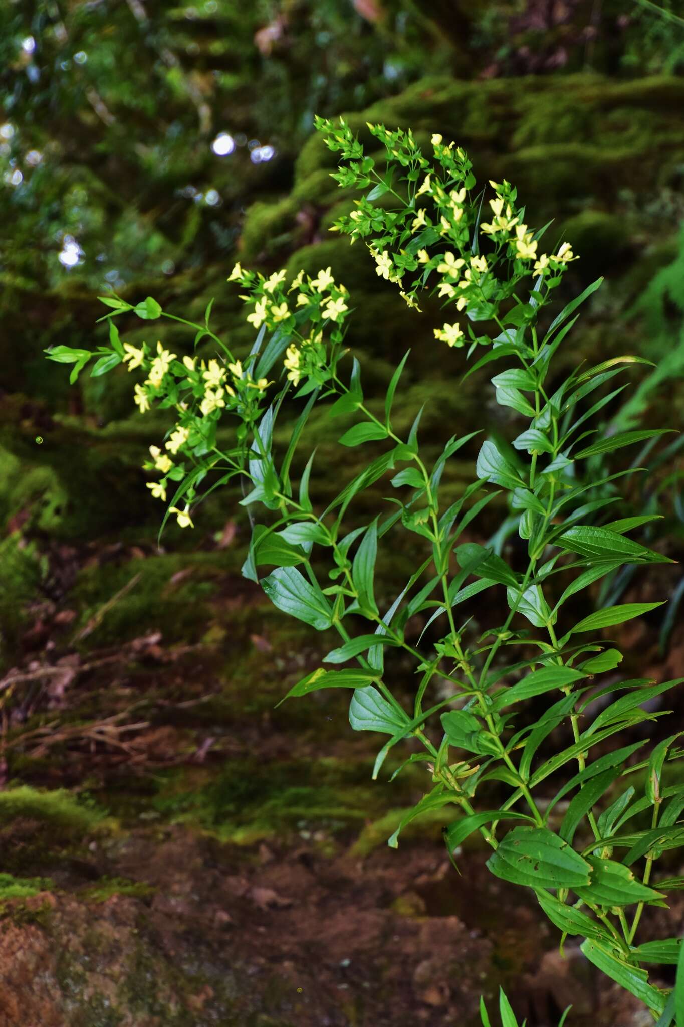 Image of Ixanthus viscosus (Ait.) Griseb.