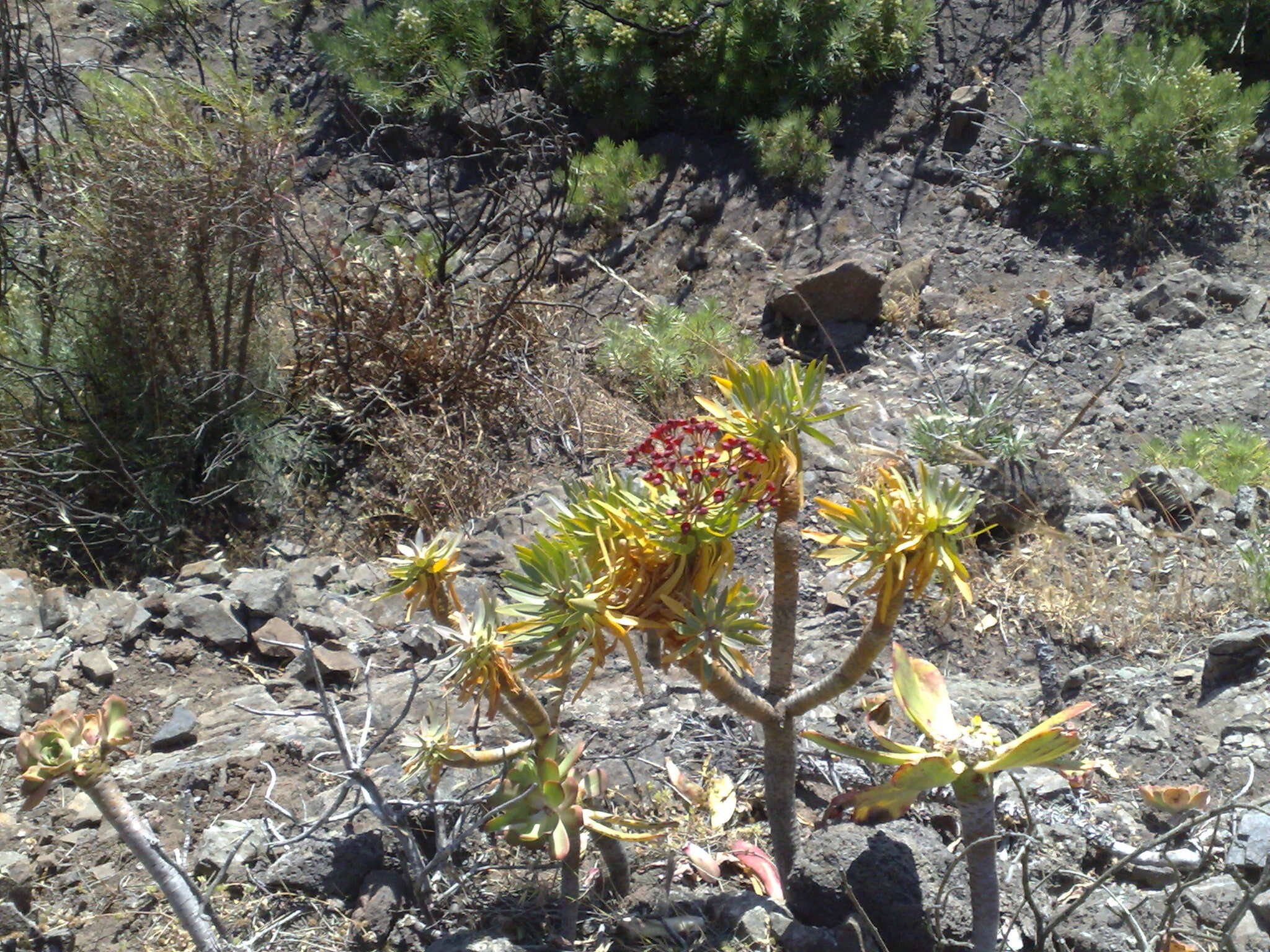 Euphorbia atropurpurea Brouss. ex Willd. resmi