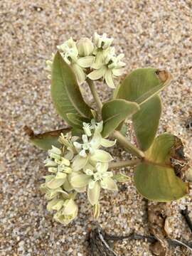 Asclepias aequicornu Fourn.的圖片