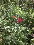 Image of Castilleja rhexifolia Rydb.