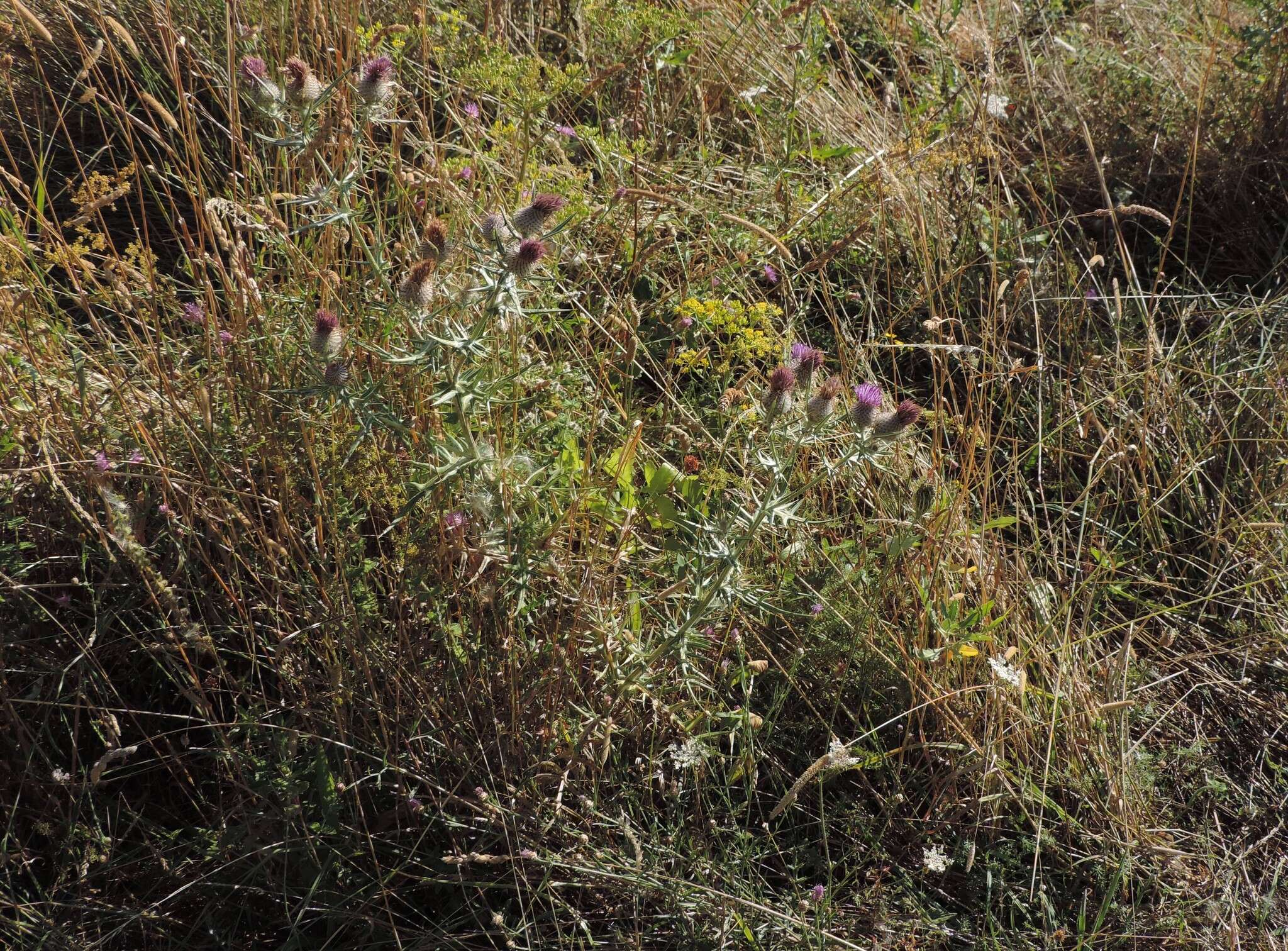 Plancia ëd Cirsium tenoreanum Petr.