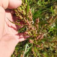 Image of Red Goosefoot