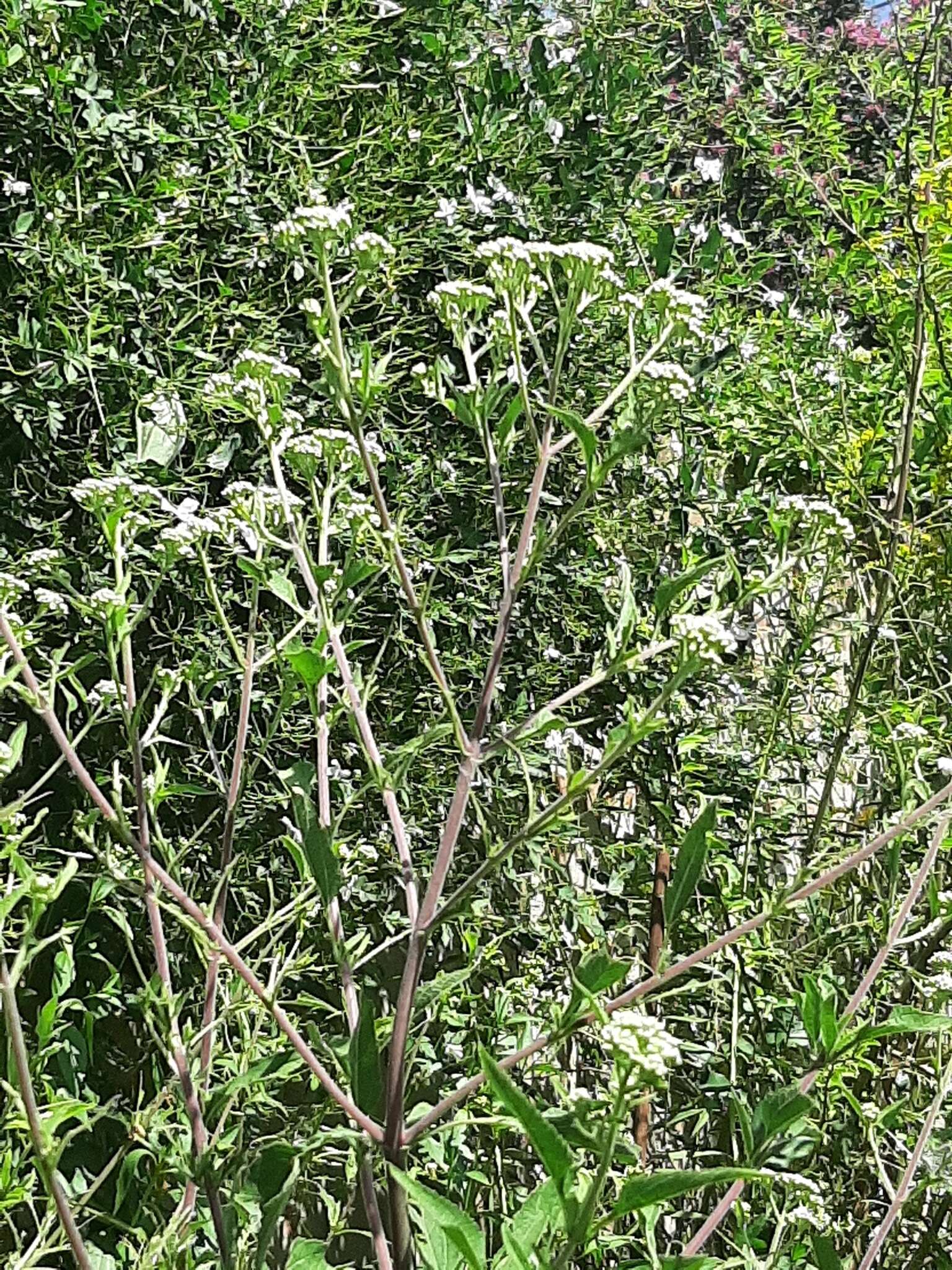 Image of Austroeupatorium inulifolium (Kunth) R. King & H. Rob.