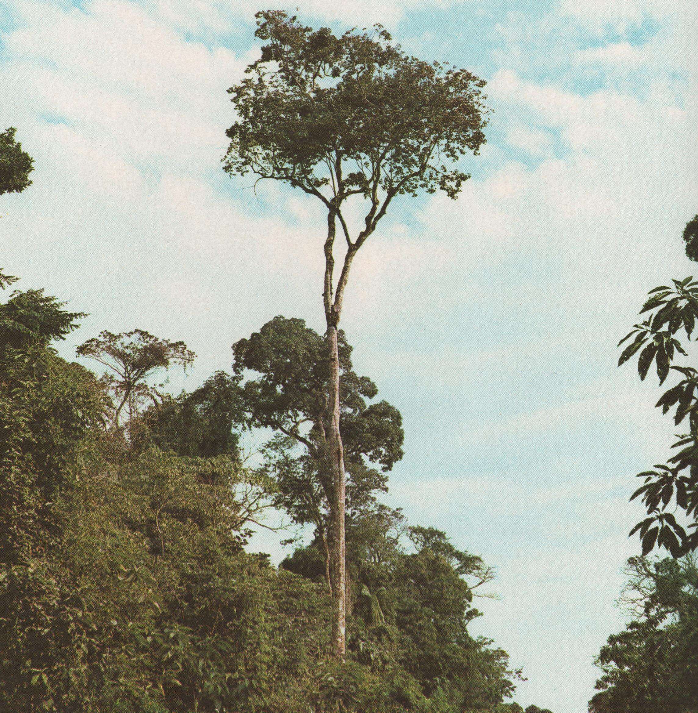 Image of Balfourodendron