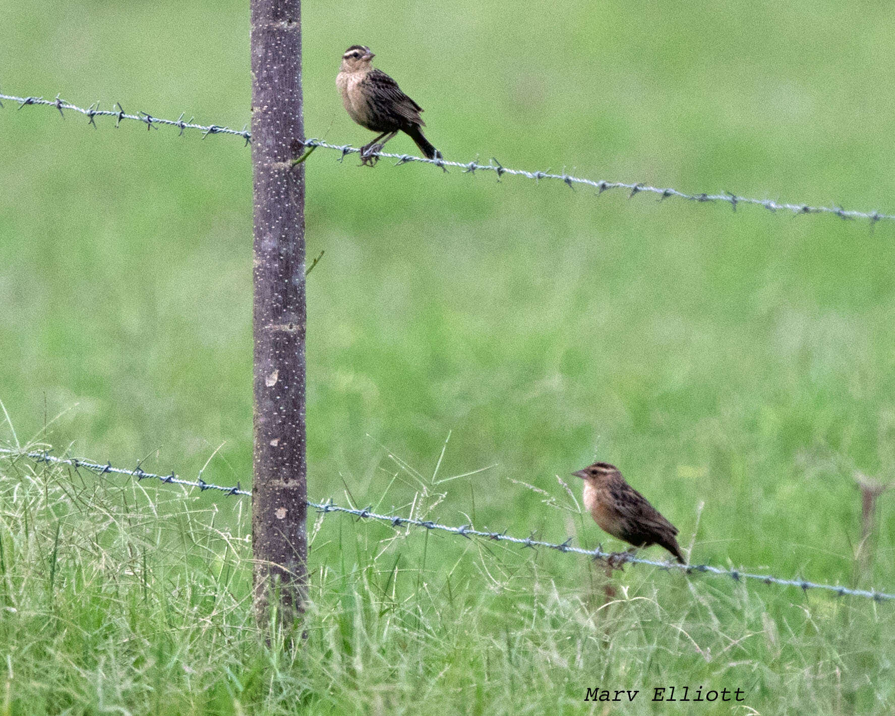 Leistes militaris (Linnaeus 1758)的圖片