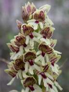 Orchis galilaea (Bornm. & M. Schulze) Schltr. resmi