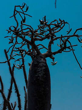 صورة Pachypodium mikea Lüthy