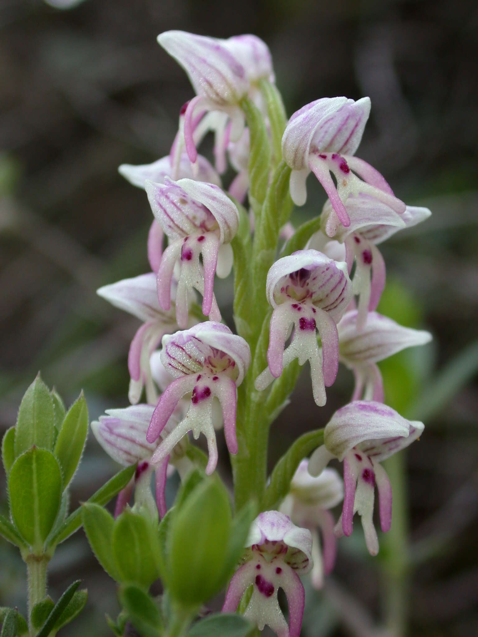 Orchis galilaea (Bornm. & M. Schulze) Schltr. resmi