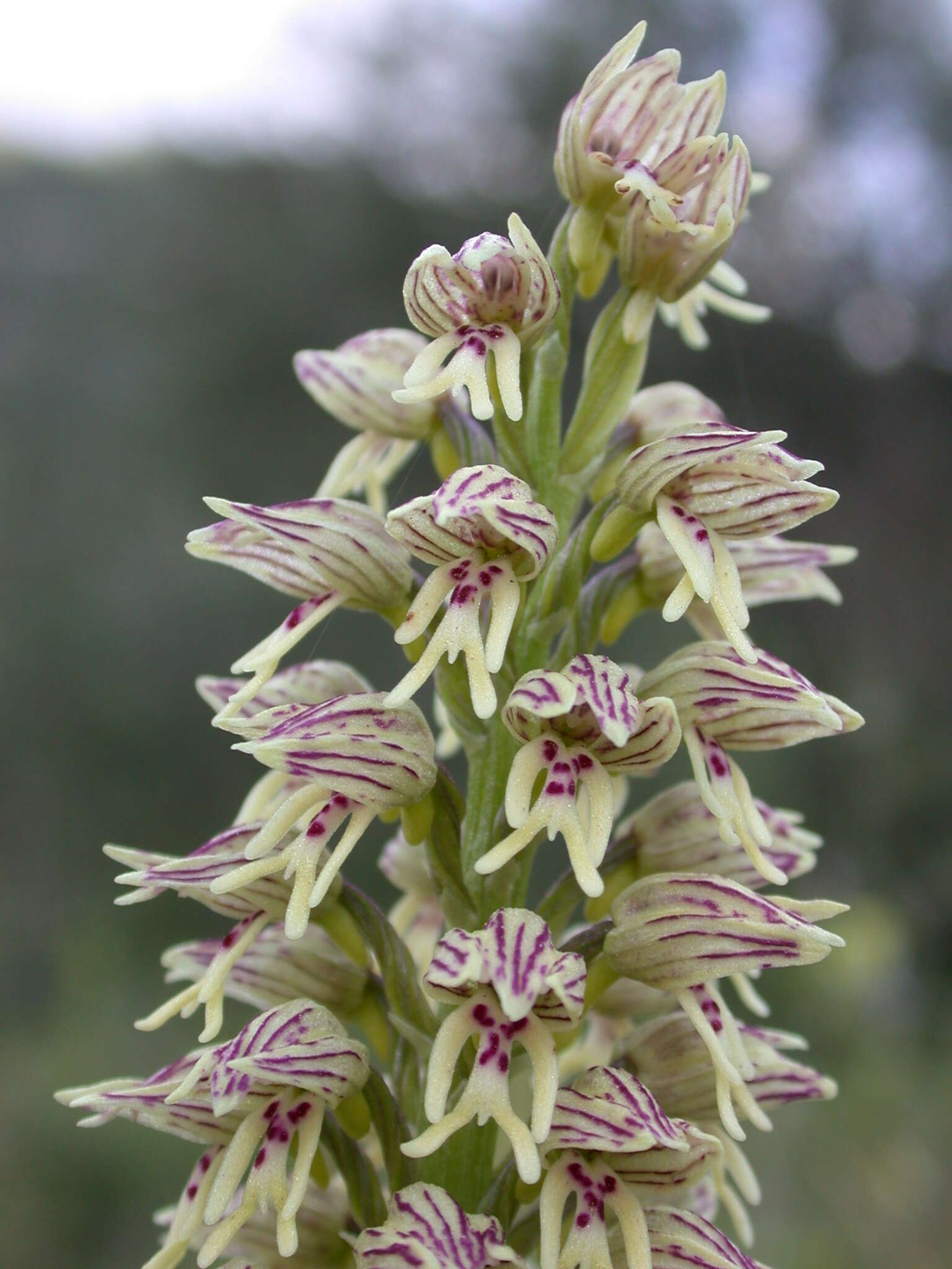 Orchis galilaea (Bornm. & M. Schulze) Schltr. resmi