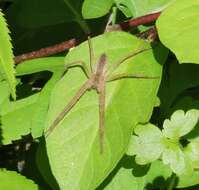 Image of Nursery Web Spider