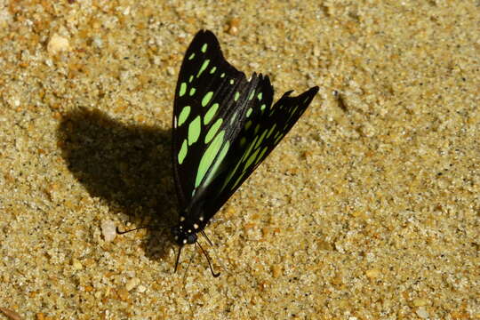 Graphium cyrnus (Boisduval 1836) resmi