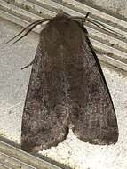 Imagem de Orthosia alurina Smith 1902