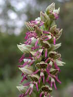 Orchis galilaea (Bornm. & M. Schulze) Schltr. resmi