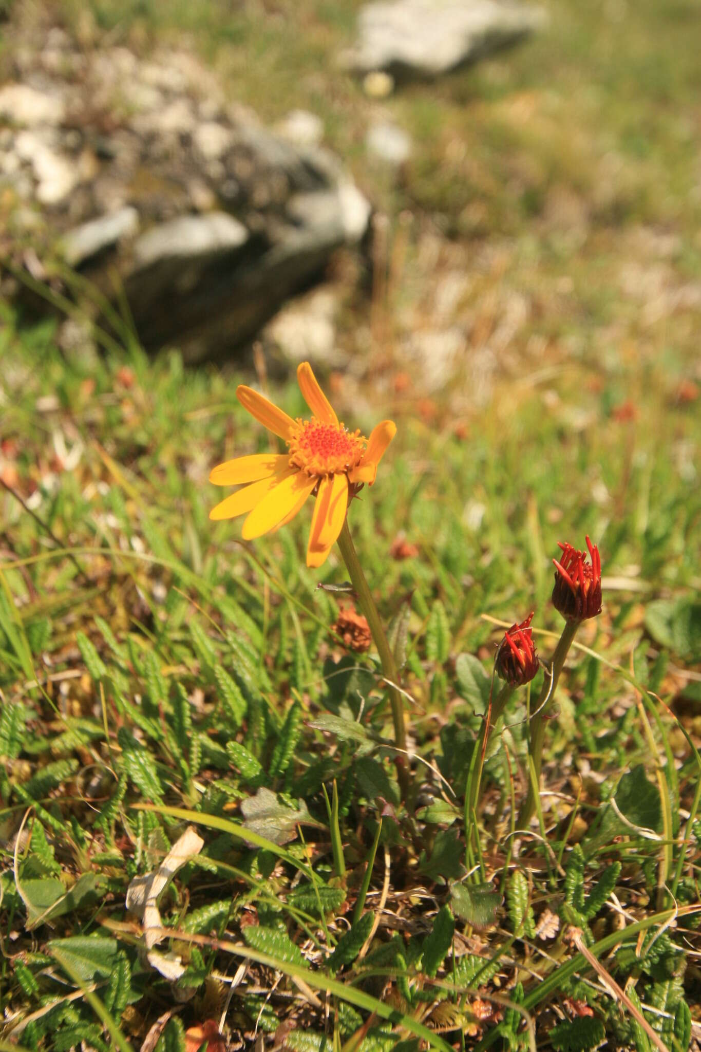 Image of Dwarf Arctic Groundsel