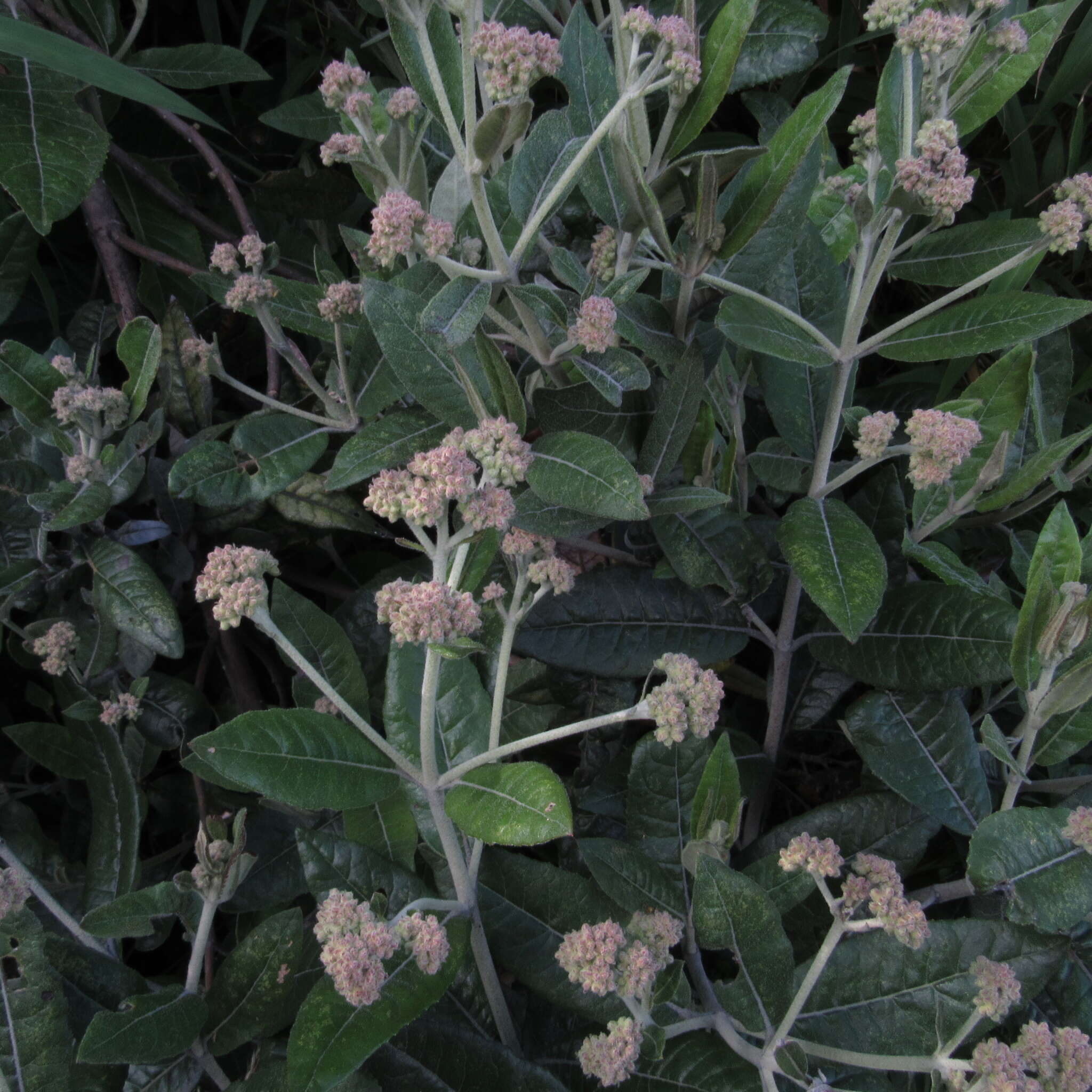 Image of Ageratina asclepiadea (L. fil.) R. King & H. Rob.