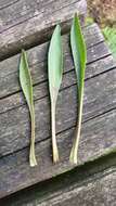 Image of sea aster