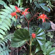 Image of Begonia stenotepala L. B. Sm. & B. G. Schub.