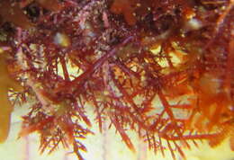 Image of Pterocladiella capillacea