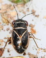 Image of <i>Geocoris grylloides</i>