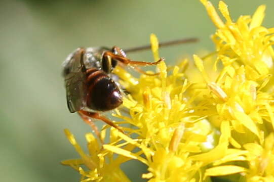 Image of Zephyr Dialictus