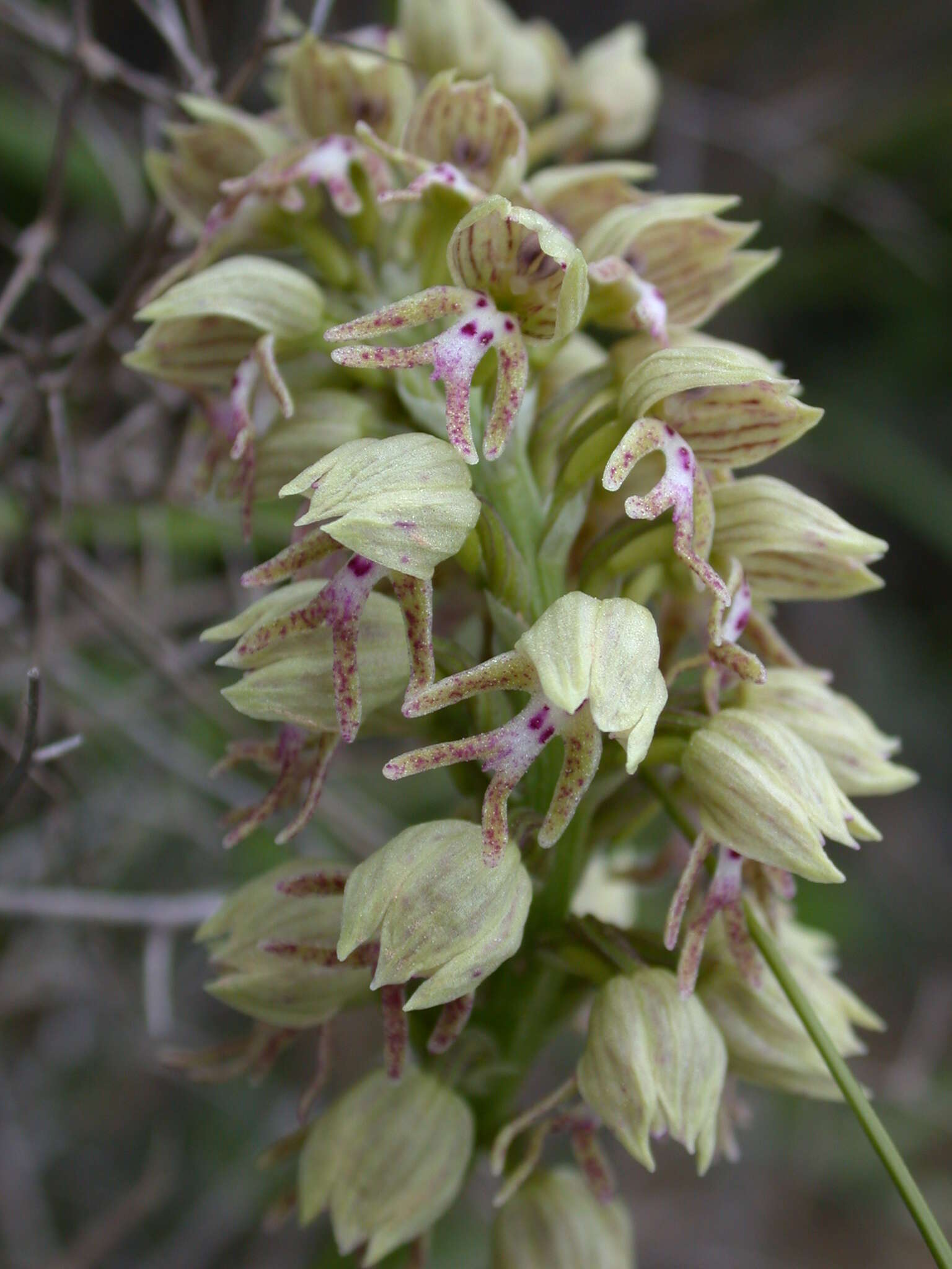 Orchis galilaea (Bornm. & M. Schulze) Schltr. resmi