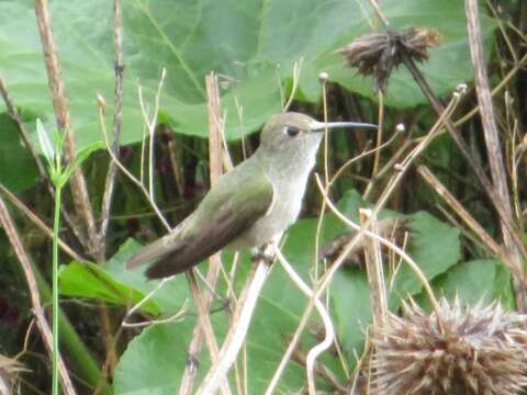 Image of Spot-throated Hummingbird