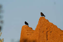 Turdus merula mauritanicus Hartert 1902 resmi