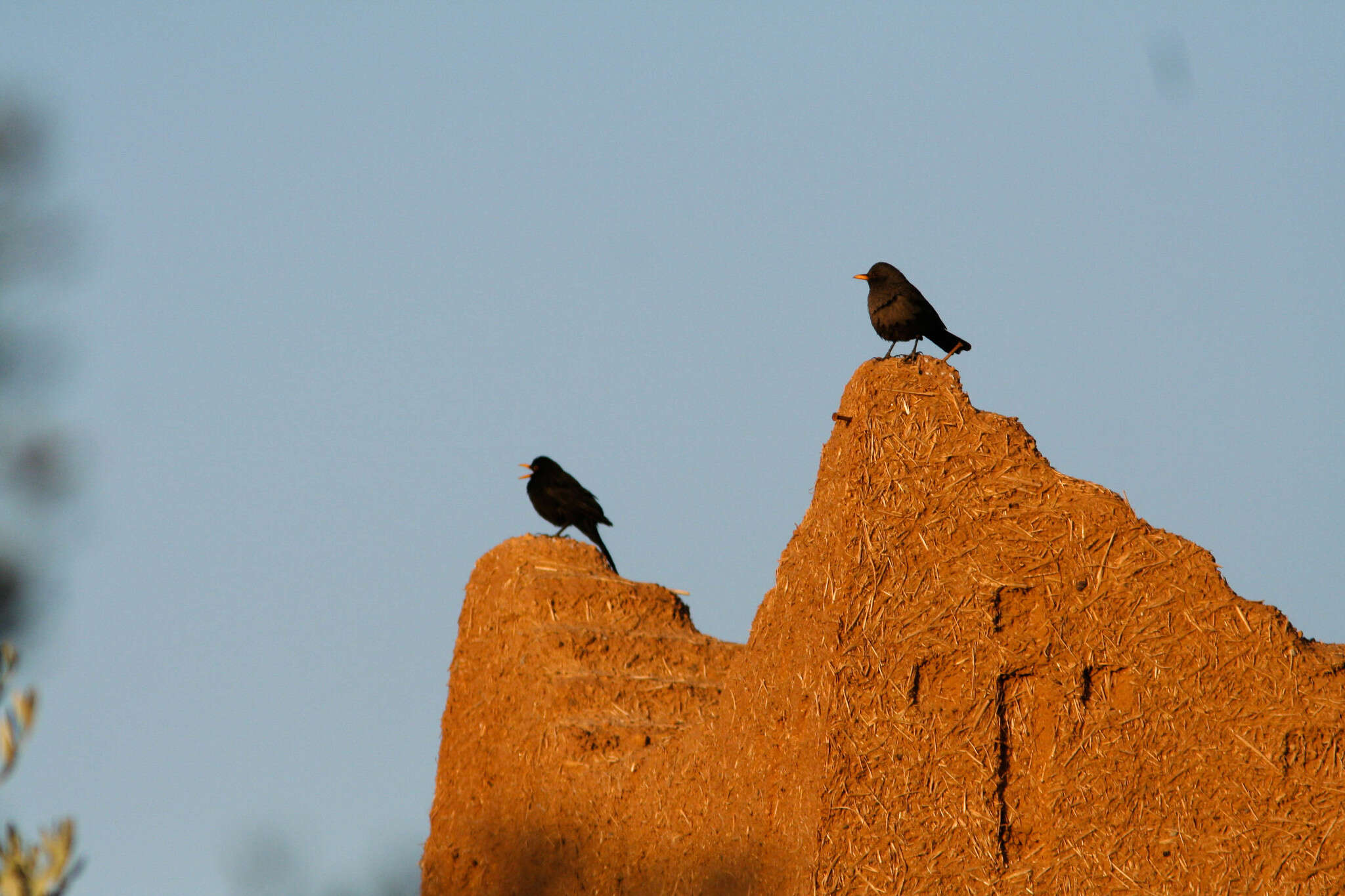 Turdus merula mauritanicus Hartert 1902的圖片