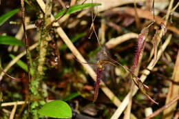 Andinia schizopogon (Luer) Pridgeon & M. W. Chase的圖片