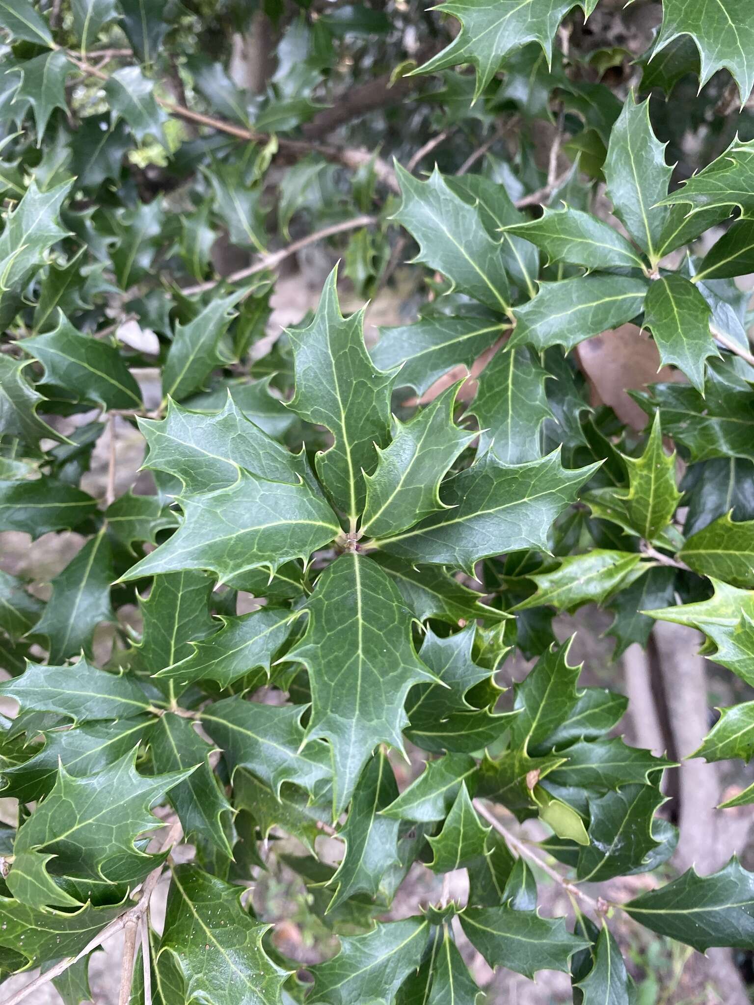 Image of holly osmanthus