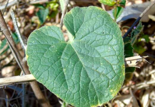 Image de Cucumis dipsaceus C. G. Ehrenb. ex Spach